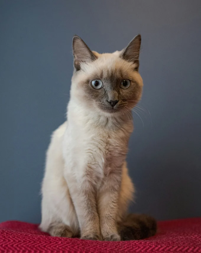 Сиамский кот